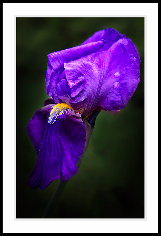 Purple Bearded Iris  portrait.